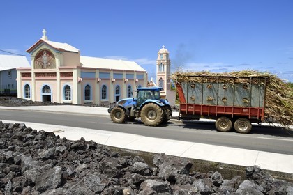 France, Ile de la Reunion, l'église Notre-Dame-des-Laves de Piton Sainte-Rose épargnée par la coulée de lave de 1977, un tracteur transporte un chargement de cannes à sucre vers l'usine