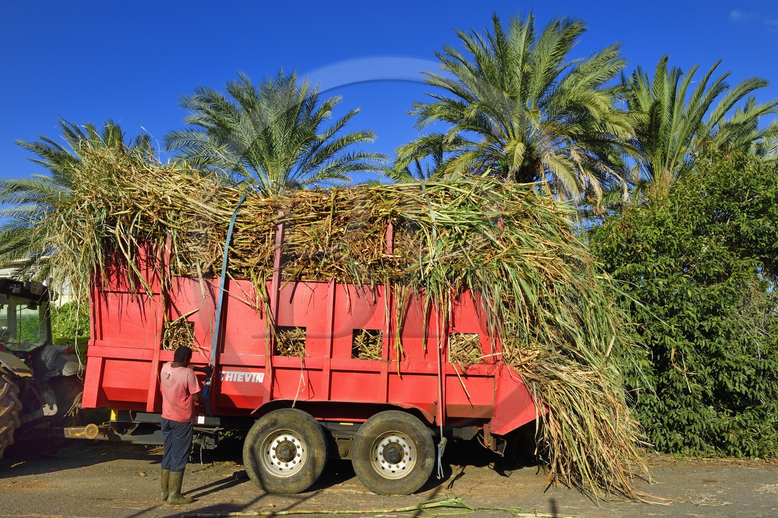 France, Reunion island (French overseas department), Saint-Pierre, Grands Bois, one of the 11 sugar cane reception and collection centers also called Balance, the tractors bring the cane from the fields in trailers