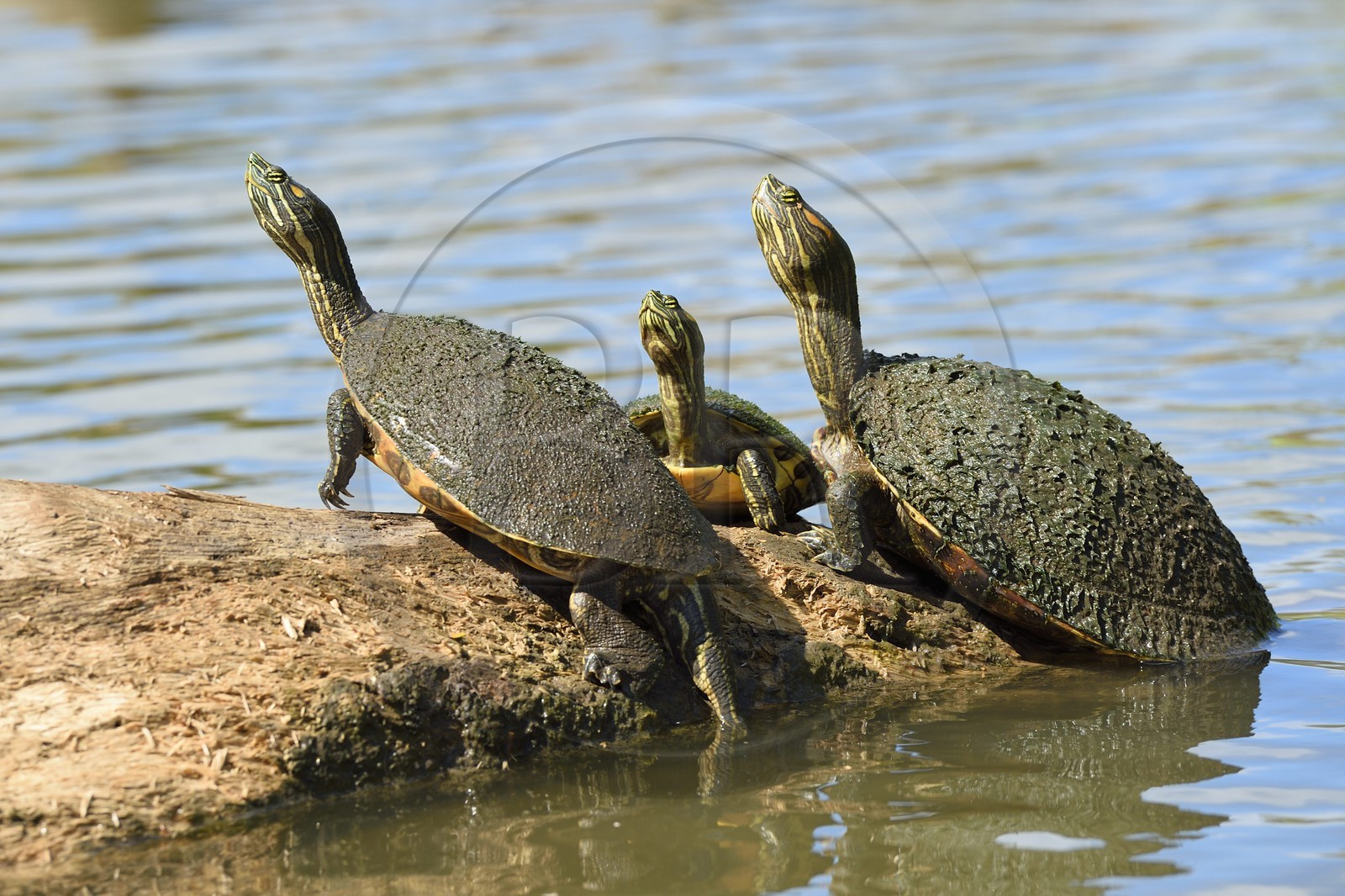 Nicaragua, Ile d'Ometepe réserve mondiale de Biosphère sur le lac Nicaragua, marais le long du Rio Istian, tortues aquatiques, tortues de Floride (Trachemys scripta elegans)