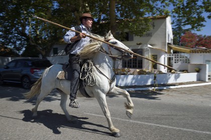 France, Bouches-du-Rhône (13), Parc naturel régional de Camargue, La Régie de Frigoulès, ferrade, gardian armé d'un trident sur son cheval camarguais au galop