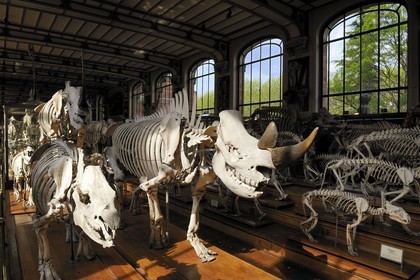 France, Paris (75), Jardin des Plantes, Museum National d'Histoire Naturelle, Galeries de Paléontologie et d'Anatomie comparée