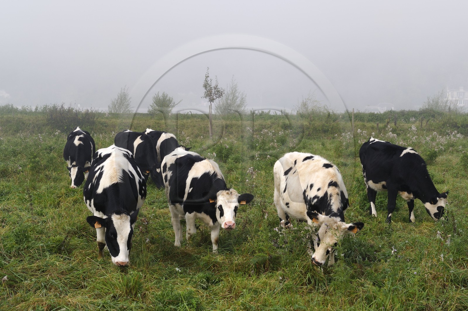France, Seine-Maritime (76), Saint-Pierre de Magneville en bord de Seine, troupeau de vaches