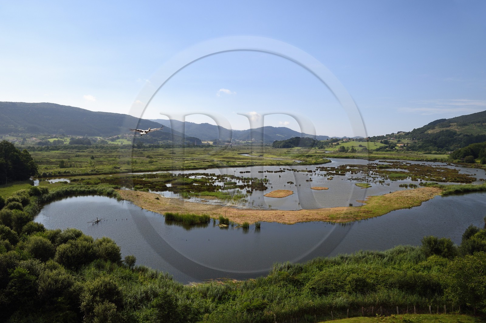 Espagne, Pays basque espagnol, Biscaye, région de Gernika-Lumo, Réserve de biosphère d'Urdaibai, Urdaibai Bird Center, vol d'une cigogne blanche (Ciconia ciconia) au dessus du marais au début de l'estuaire