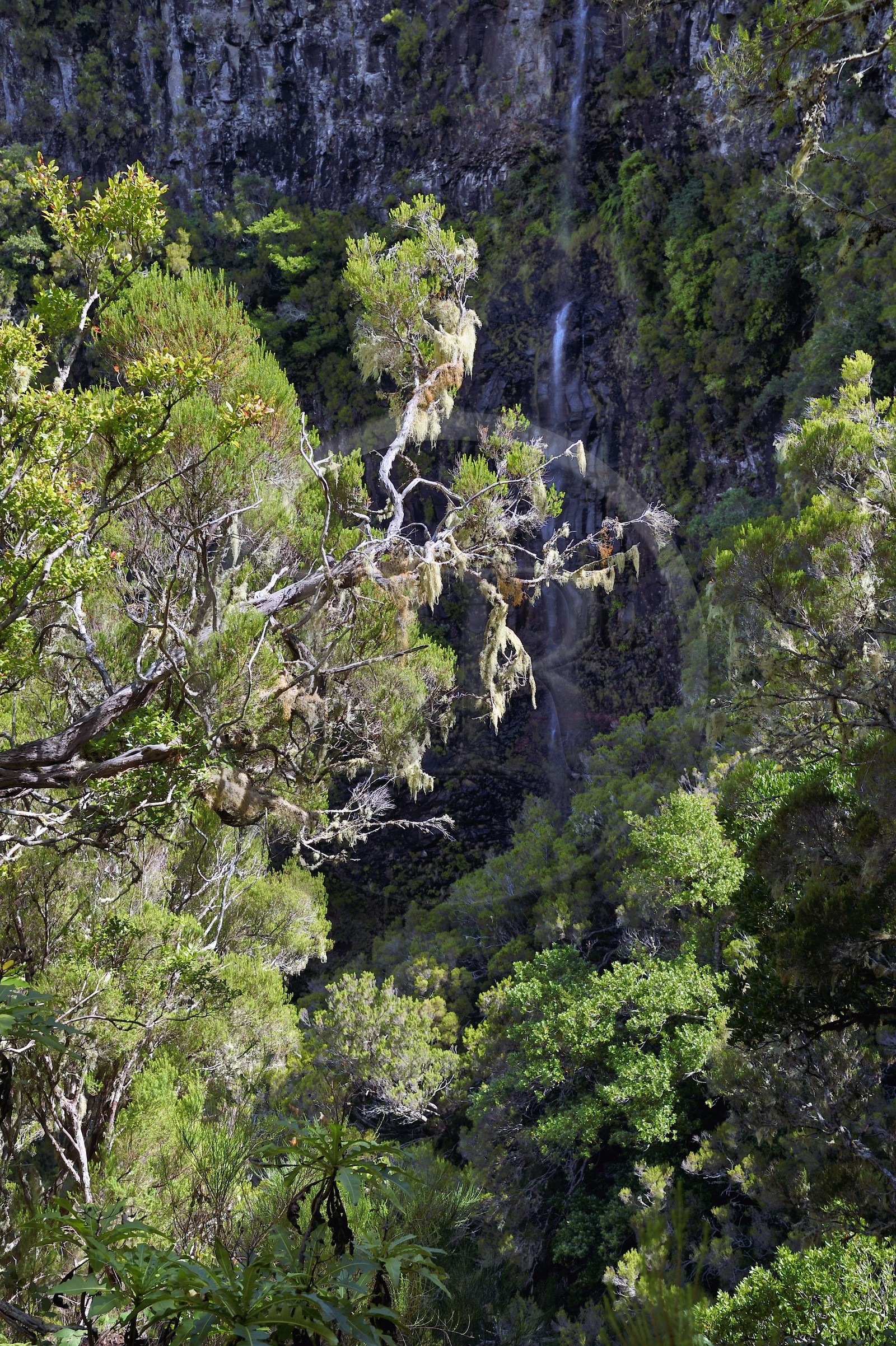 Portugal, Madeira Island, hike in the forest of Rabaçal by the levada do Alecrim, Spanish moss (Tillandsia usneoides)