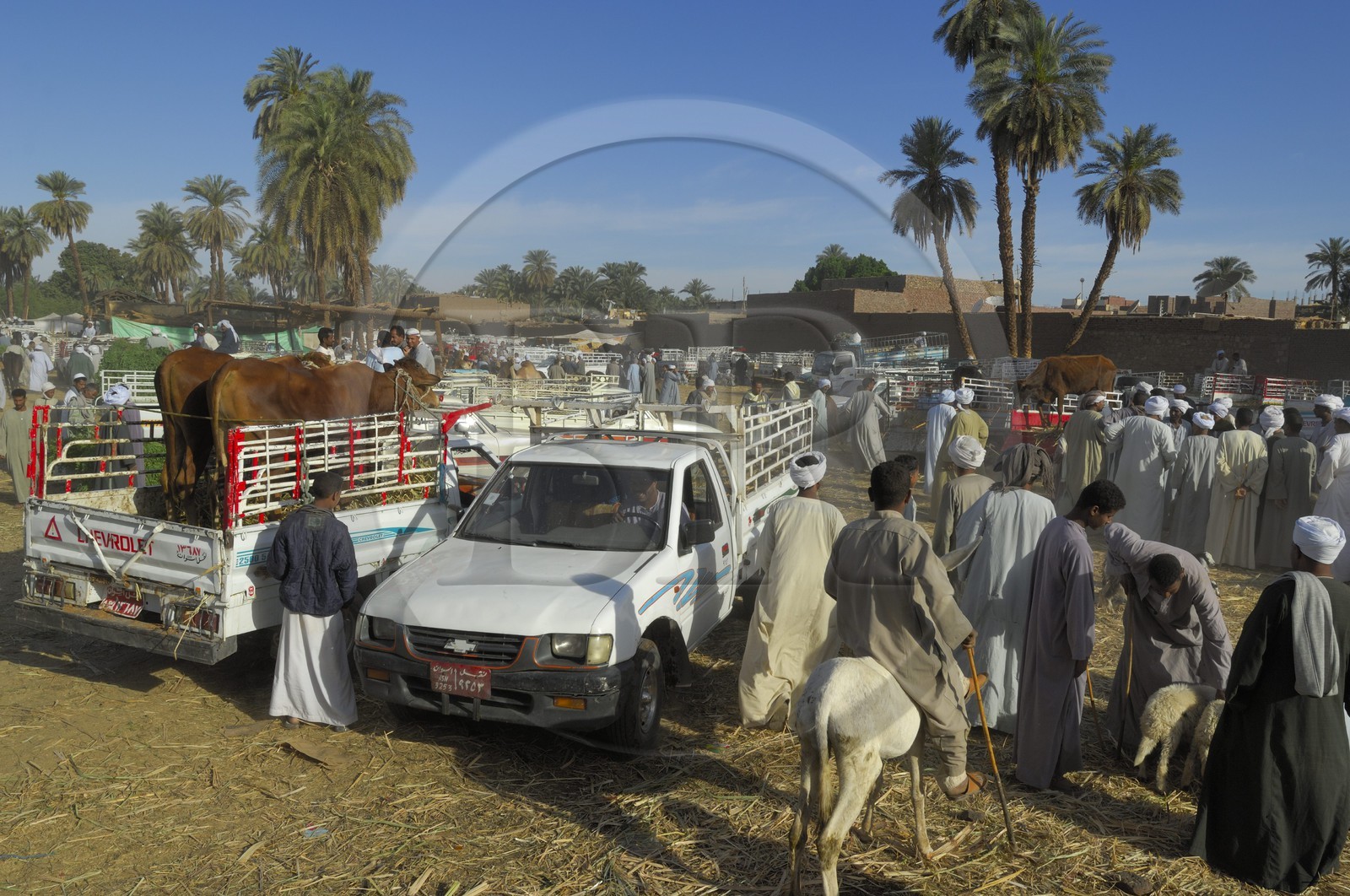 Egypte, Haute Egypte, Daraw au nord d'Assouan, marché aux vaches