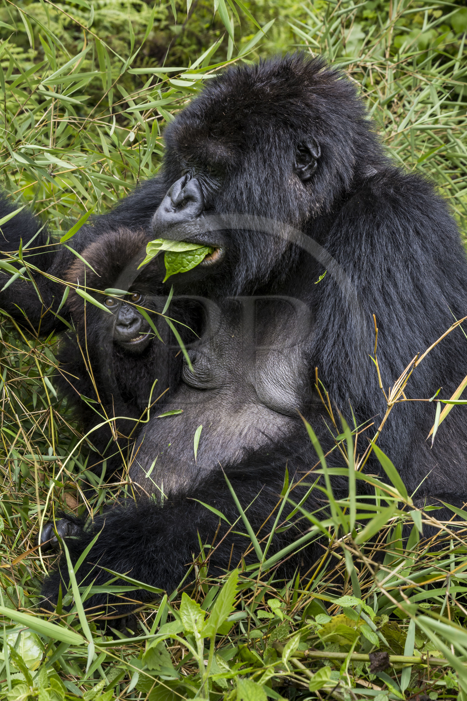 Rwanda, Province du Nord, Parc National des Volcans dans la chaine des Monts Virunga, mont Karisimbi, gorilles des montagnes (Gorilla beringei beringei) du groupe Susa, mère avec son petit de 6 mois