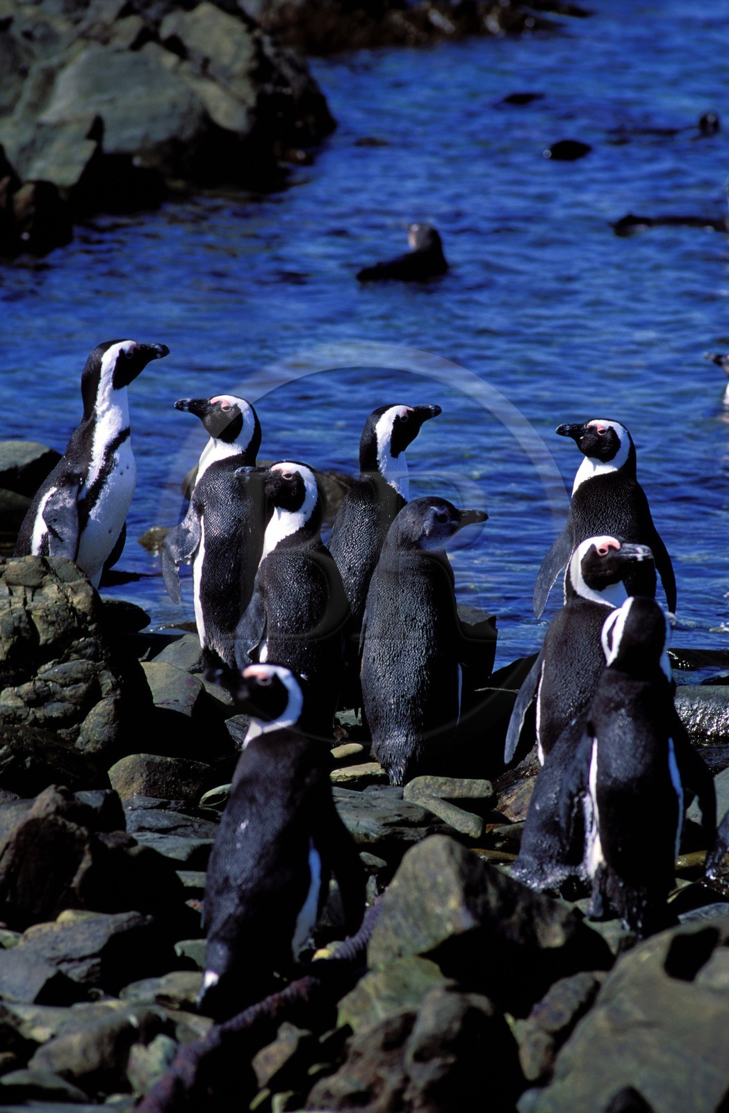 South Africa, Western cape, penguins in Robben Island in front of Cape Town