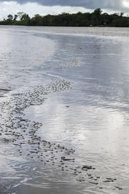 France, Guyane, Kourou, le poisson gros-yeux ou quatre-yeux (Anableps anableps) dans l'estuaire du fleuve Kourou