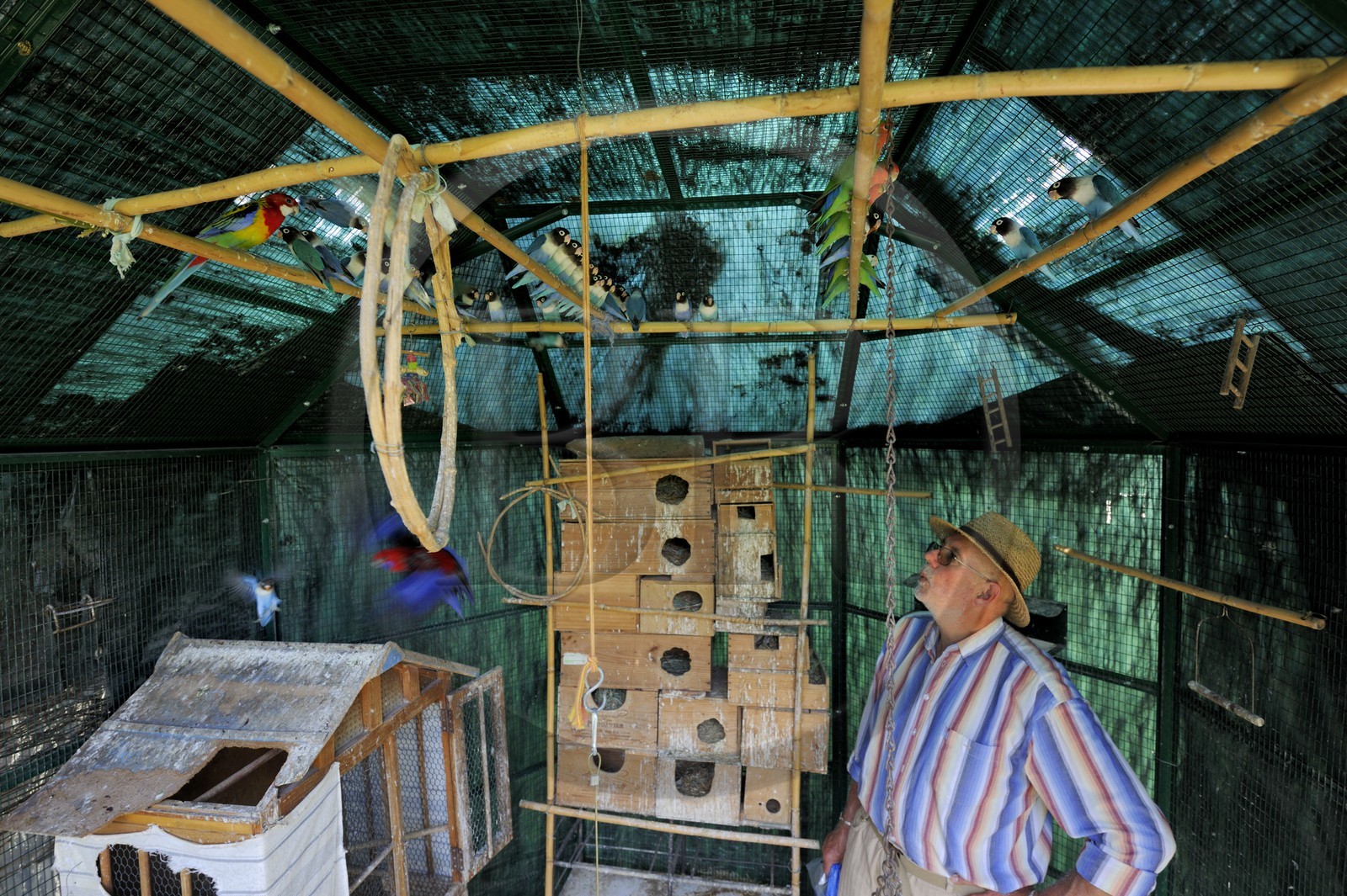 France, Aude (11), Saint-Martin-le-Vieil, ancienne abbaye cistercienne de Villelongue, la volière et le propriétaire M. Jean Eloffe