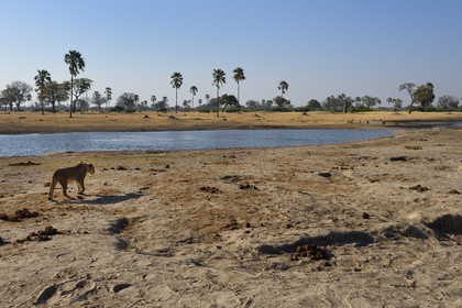 Zimbabwe, province de Matabeleland septentrional, parc national Hwange, groupe de lions (Panthera leo) autour d'un point d'eau