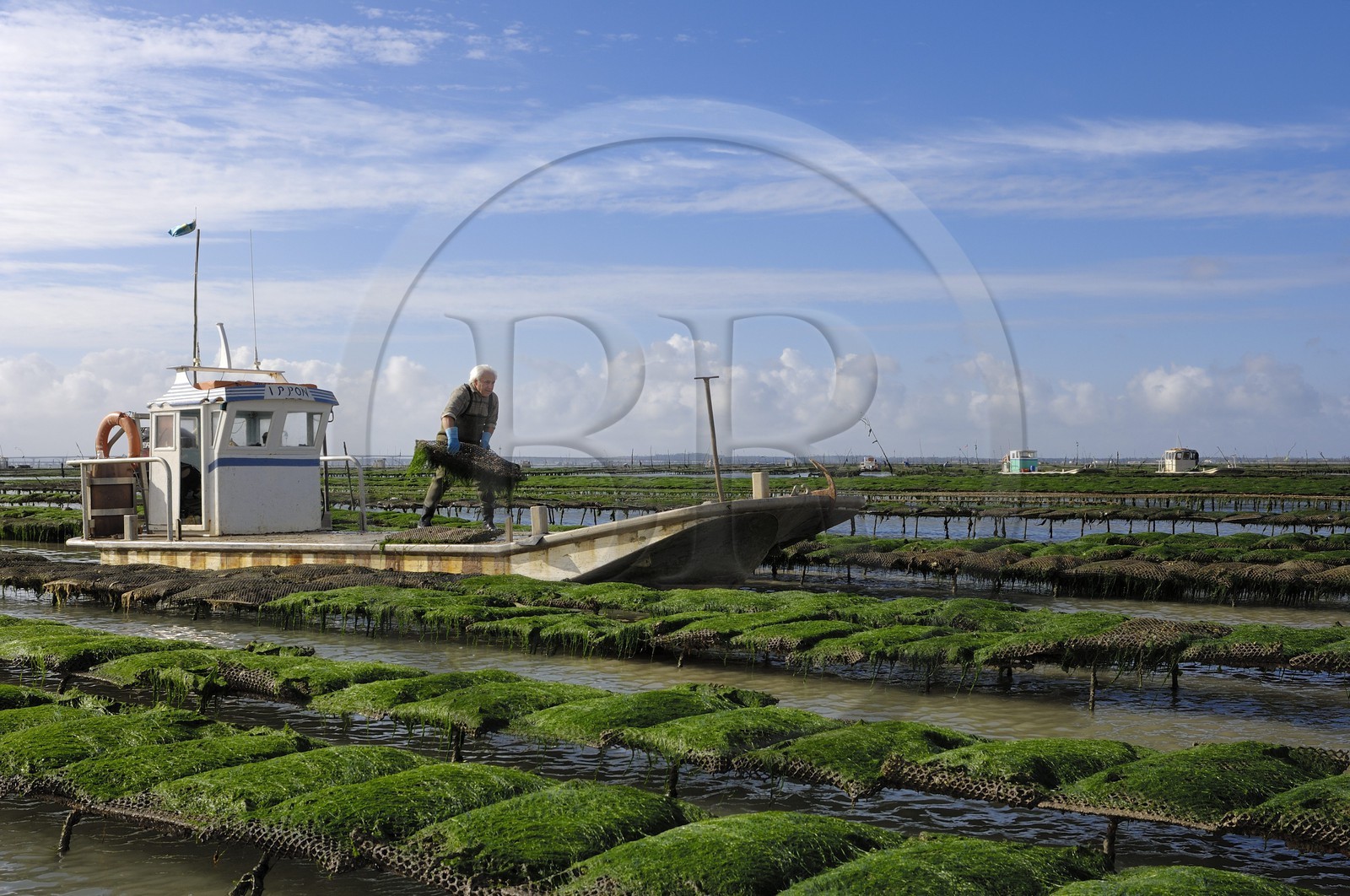 France, Charente-Maritime (17), le bassin Marrennes-Oléron au large de l'Ile d'Oléron, chaland dans les parcs à huîtres