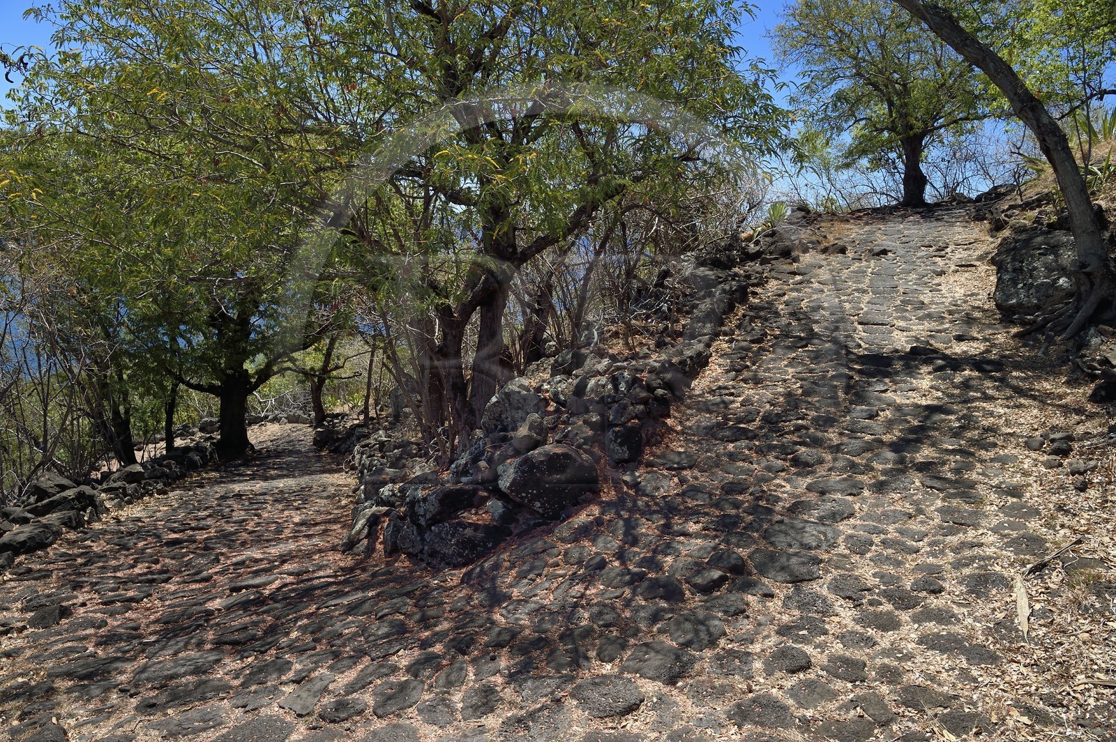France, Ile de la Reunion, La Possession, le chemin Crémont aussi appelé chemin des Anglais, ancienne route pavé de basalte depuis 1775 qui longe le bord de la falaise de la cote nord-ouest devenu sentier de randonnée