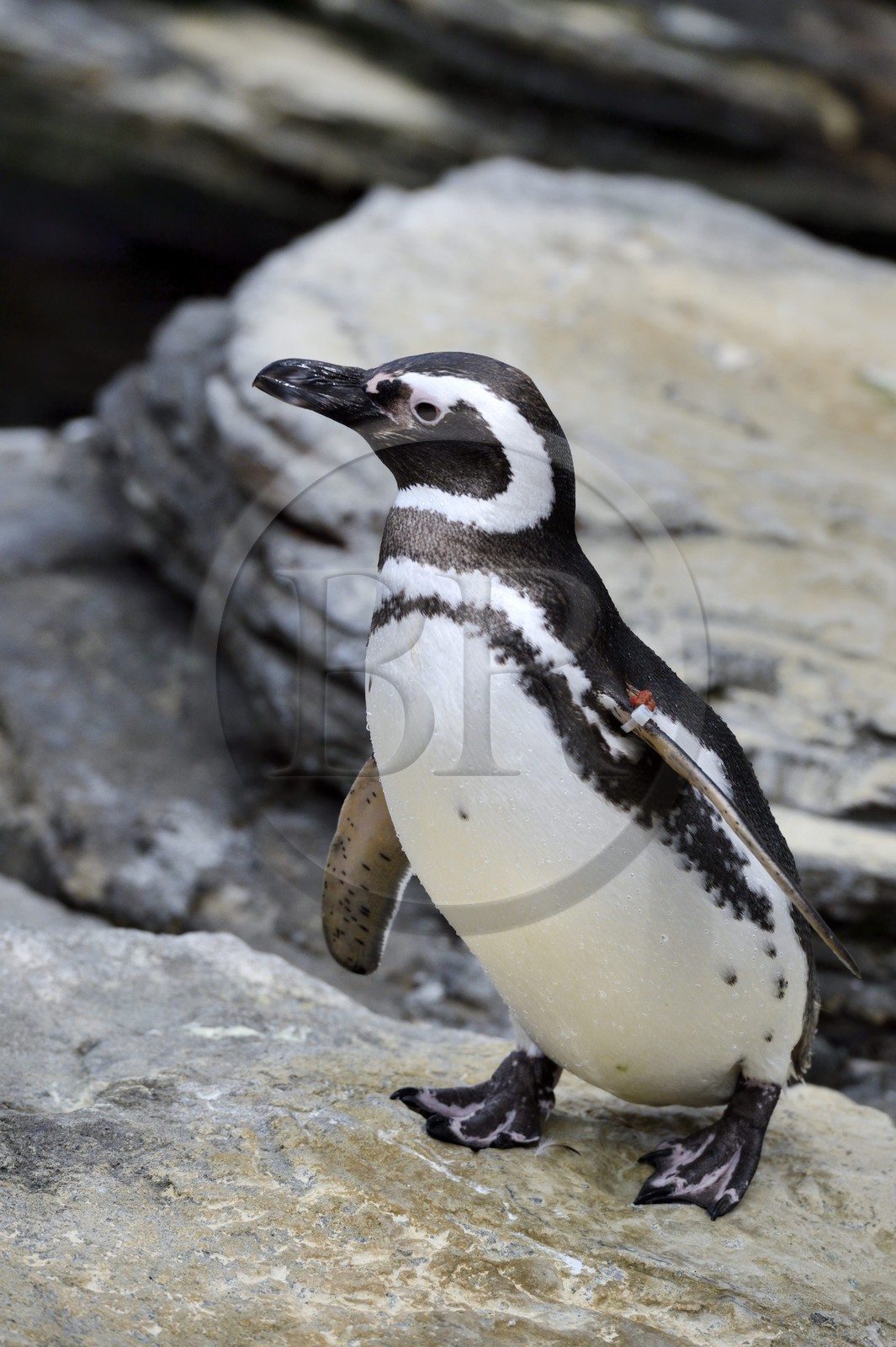 Portugal, Lisbonne, Parque das Nações (Parc des nations) construit pour l'exposition universelle de 1998, Oceanário (Oceanarium),  Manchot de Magellan (Spheniscus magellanicus)