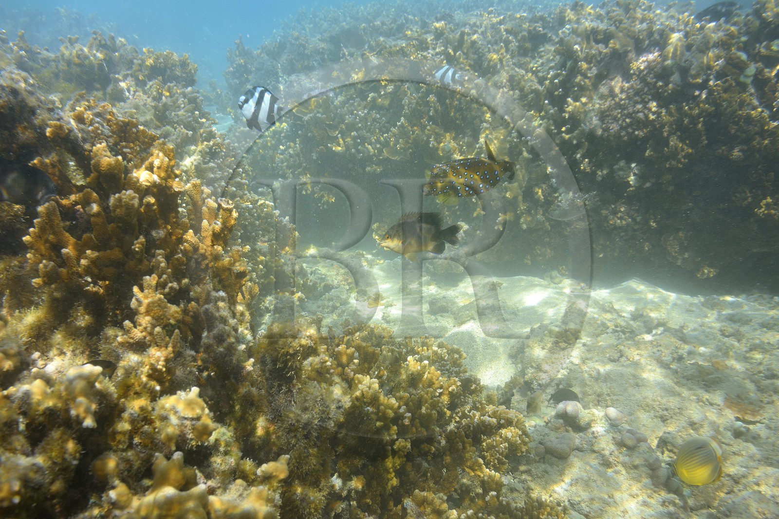 France, Ile de la Reunion, Côte Ouest, Saint-Gilles-Les-Bains (commune de Saint-Paul), le récif corallien du lagon de l'Ermitage et de La Saline-Les-Bains, Poisson coffre jaune (Ostracion cubicus) (vue sous-marine)