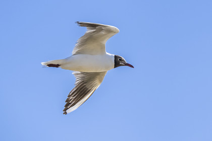 France, Vendee, Noirmoutier island, Barbatre, black-headed gull (Chroicocephalus ridibundus)