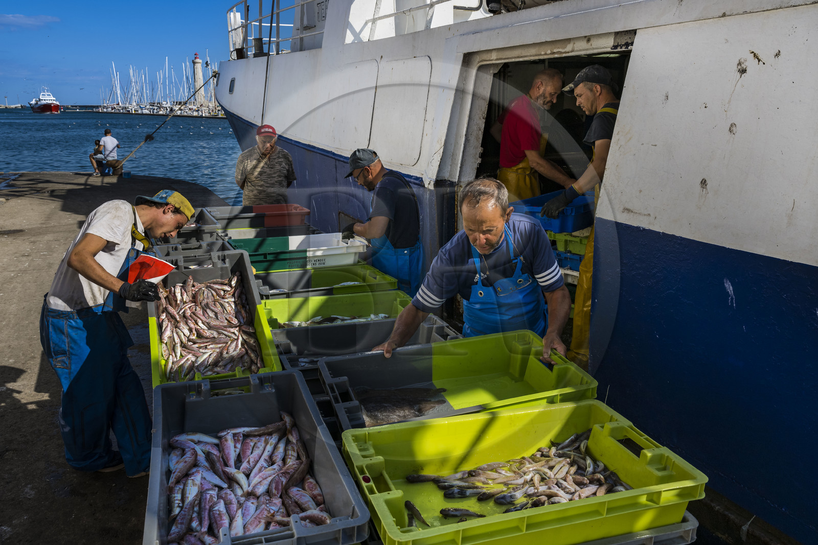 France, Hérault (34), Sète, Port de pêche, retour des chalutiers à quai et déchargement de la pêche