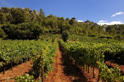 France, Hérault (34), vallée de l' Orb, vignoble de Saint-Chinian