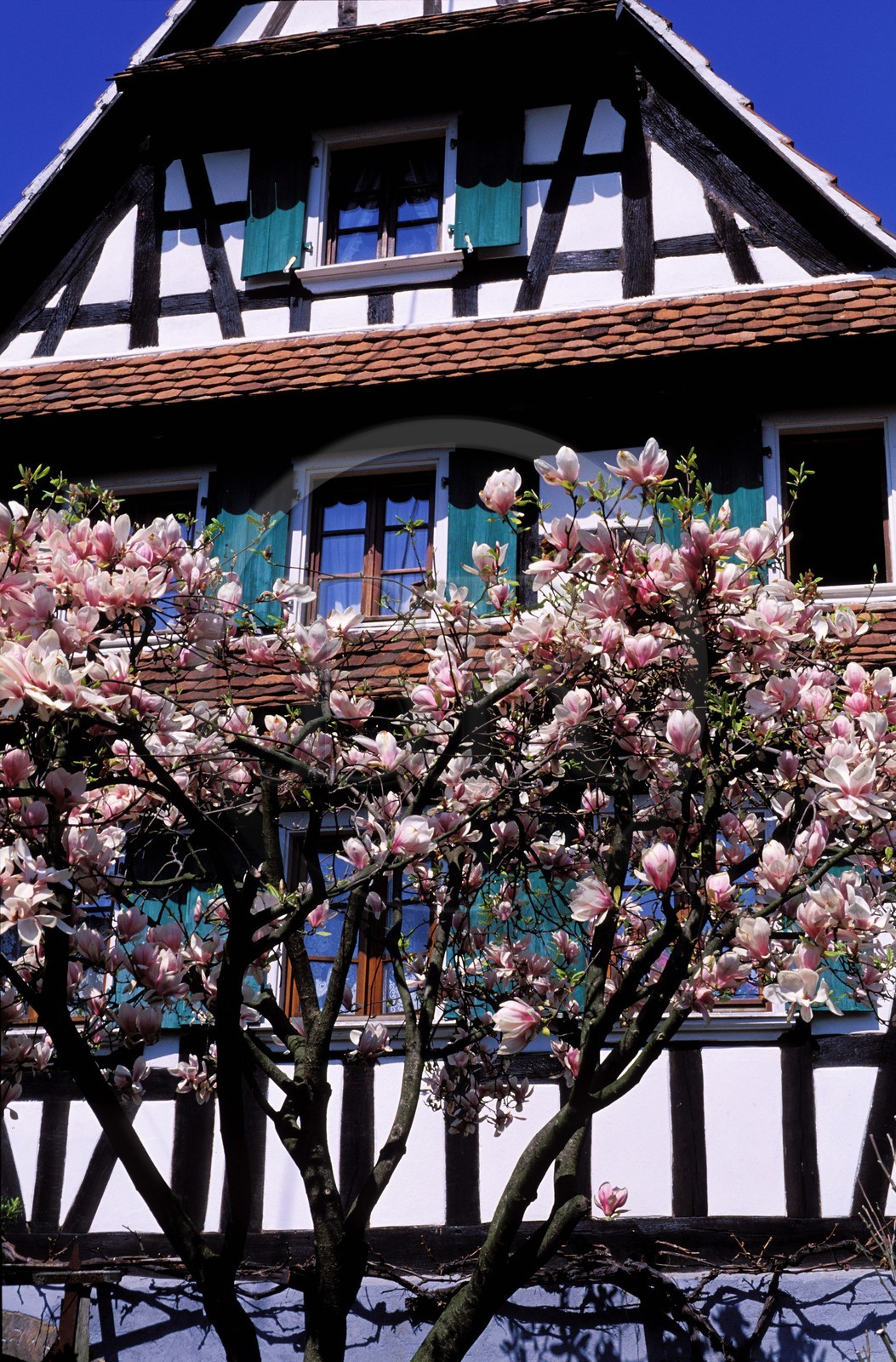 France, Bas-Rhin (67), Hunspach, labellisé Les Plus Beaux Villages de France, maison alsacienne traditionnelle à colombage