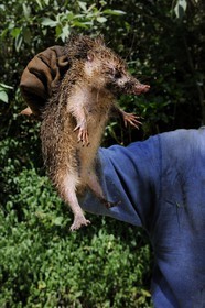France, île de la Réunion,