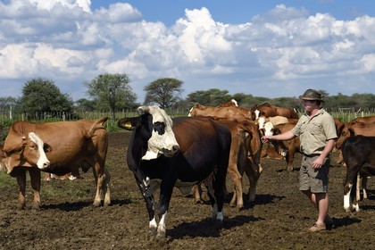 Namibie, region de Otjiwarongo, le fermier Paul Visser avec ses vaches Simbra, il travaille aussi pour le Cheetah Conservation Fund