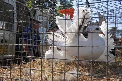 France, Saône et Loire (71), Louhans, le marché à la volaille du lundi, colombe