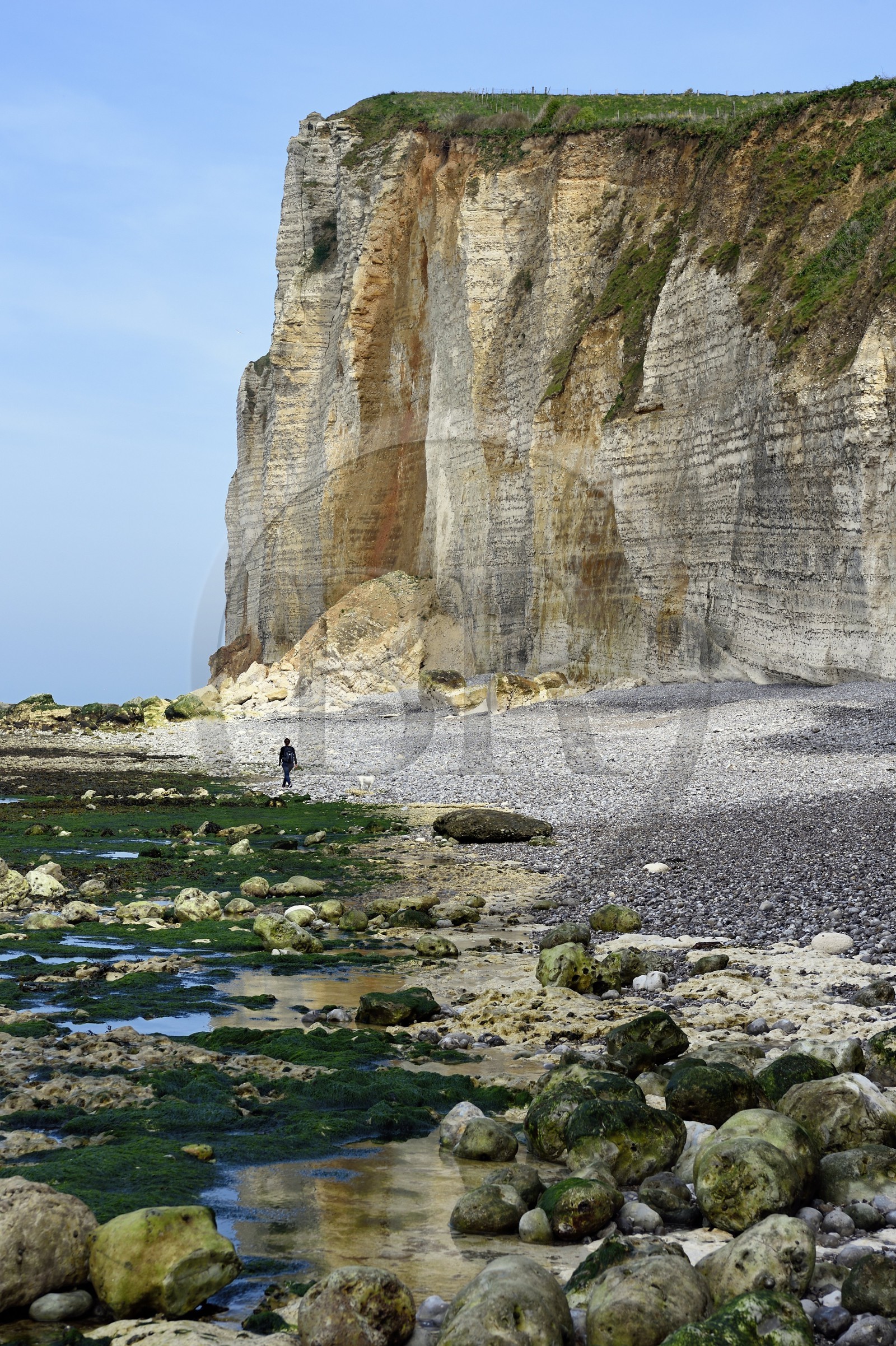 France, Seine-Maritime (76), Pays de Caux, Côte d'Albâtre, entre Etretat et Yport, la falaise vers Bénouville et la plage à marée basse