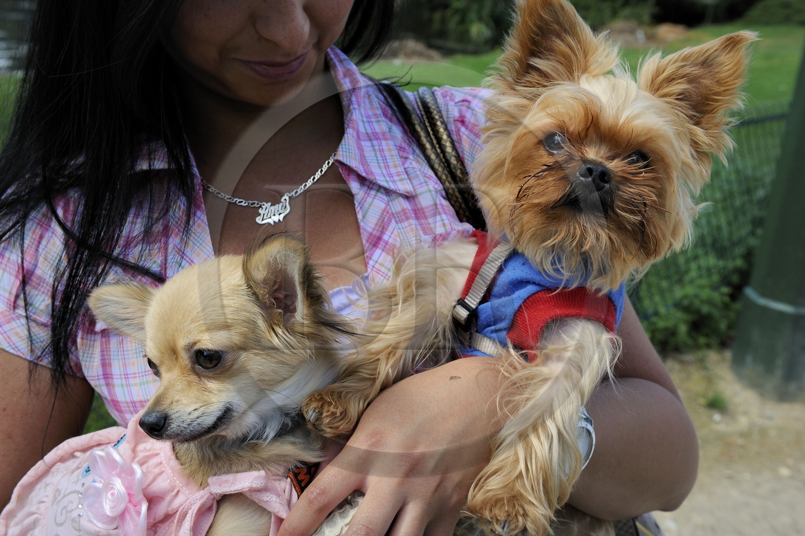 France, Paris (75), le Bois de Boulogne, promenade des chiens