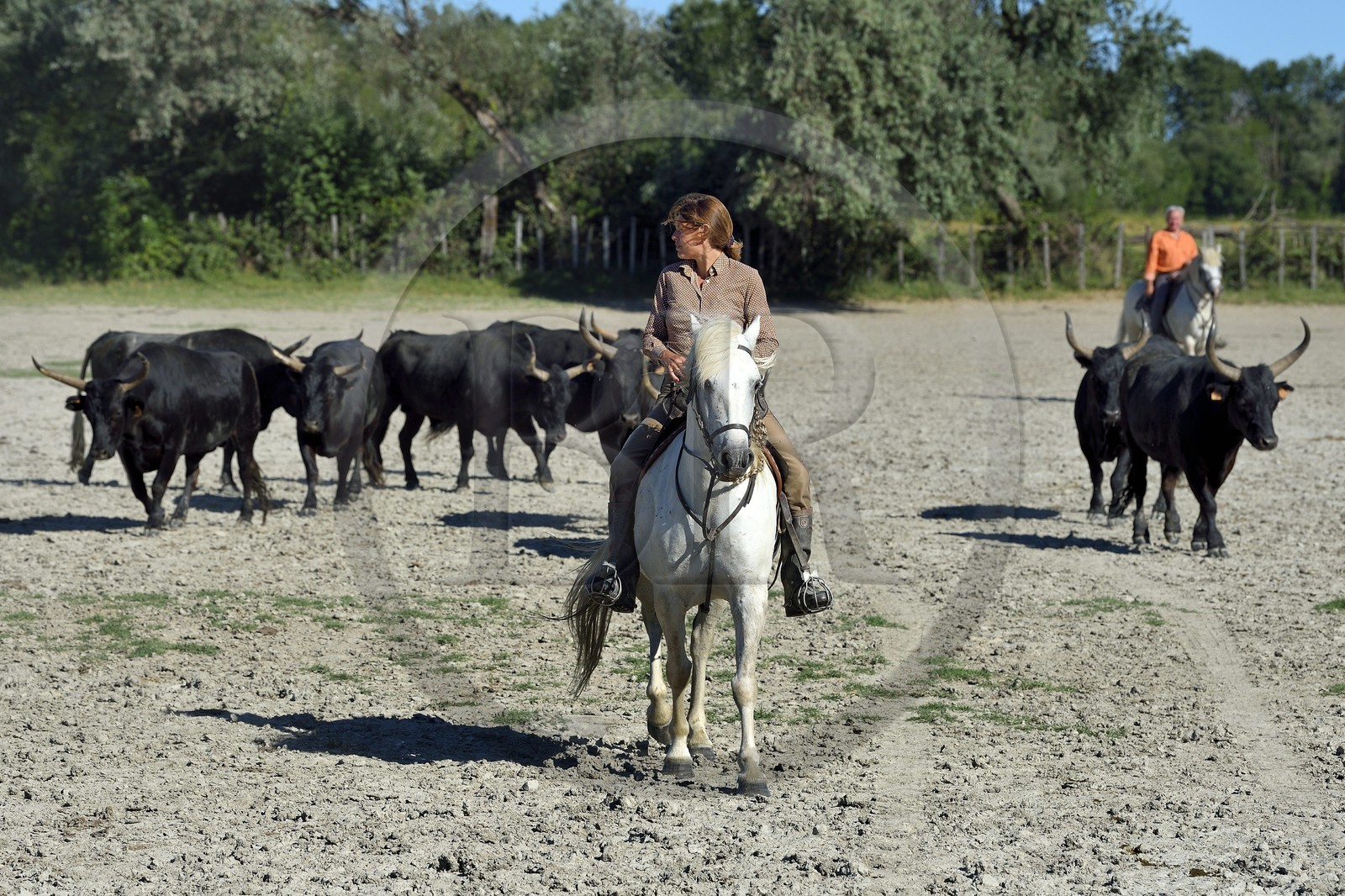 France, Bouches-du-Rhône (13), Parc naturel régional de Camargue, Mas du Menage, manade Saint Antoine (Cauzel), la manadière Florence Clauzel, éleveuse de chevaux et taureaux de Camargue
