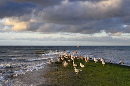France, Calvados (14), Pays d'Auge, la côte Fleurie, Cabourg, goélands sur la plage de la station balnéaire