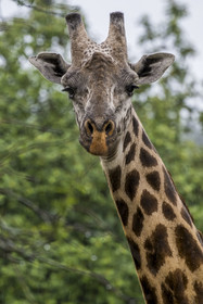 Rwanda, Parc national de l'Akagera, girafe (Giraffa camelopardalis)