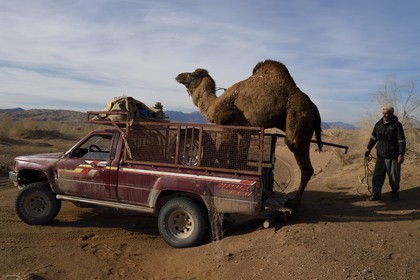 Iran, Isfahan province, Dasht-e Kavir desert, Mesr in Khur and Biabanak County, transportation of a dromedary in a pickup