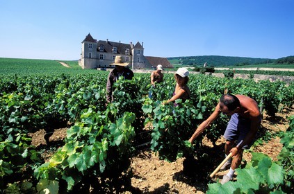 France, Côte d'Or, the Clos de Vougeot property, working on the vineyard