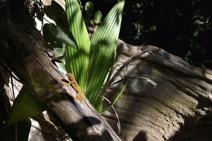 Caraïbes, Ile de la Dominique, Portsmouth, les rives de l'Indian River, lézard Anoli endémique de La Dominique (Anolis oculatus) sur un tronc du sous-bois tropical