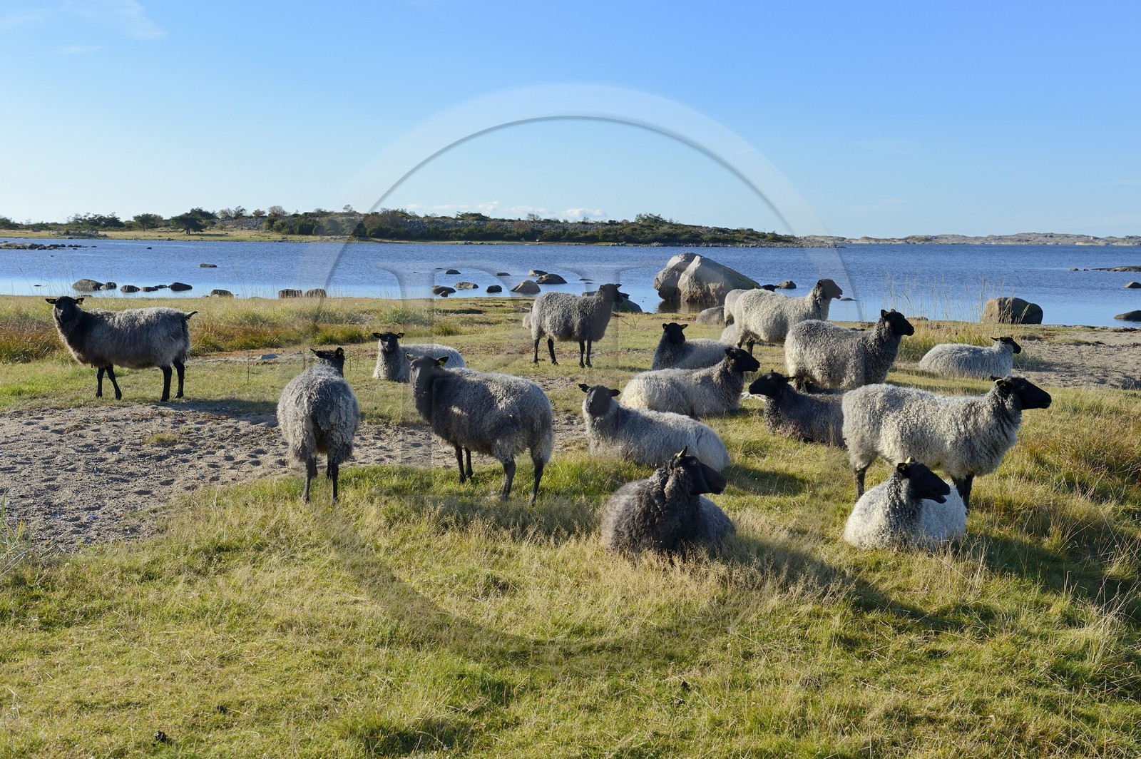 Sweden, Västra Götaland, Koster Islands, Sydkoster, sheeps by the sea