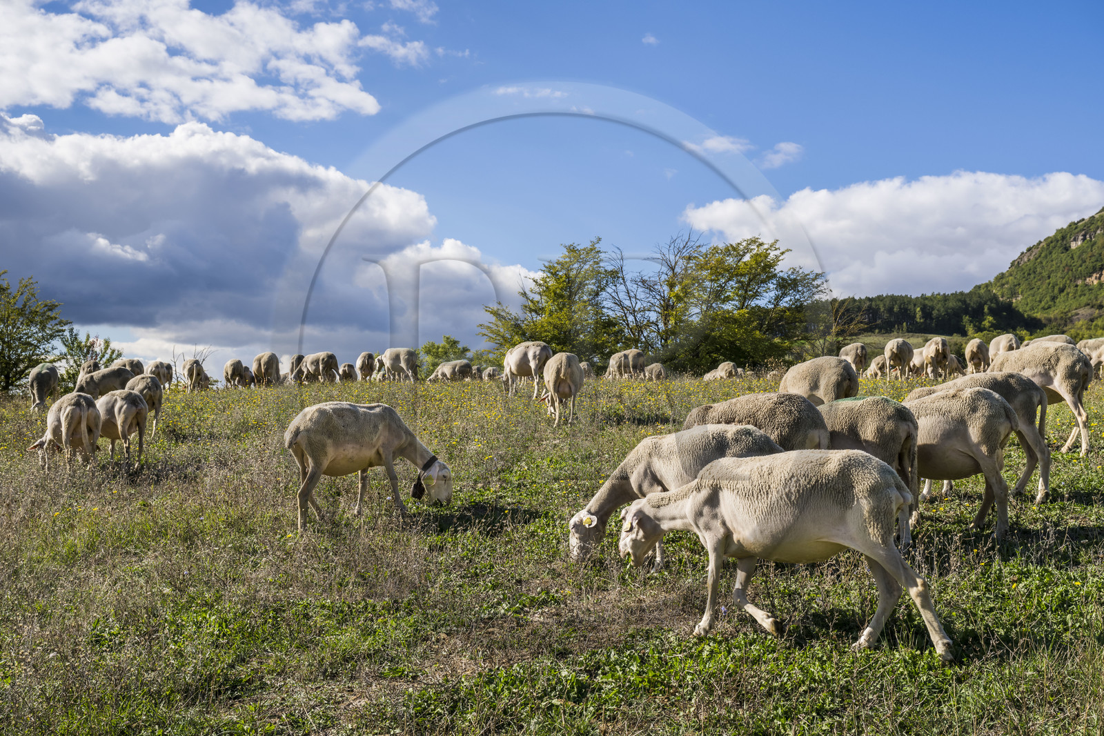 France, Aveyron (12), Causses et les Cévennes, paysage culturel de l'agro-pastoralisme méditerranéen, classés Patrimoine Mondial de l'UNESCO, Sainte-Eulalie-de-Cernon sur la route de Saint-Jacques-de-Compostelle, troupeau de mouton