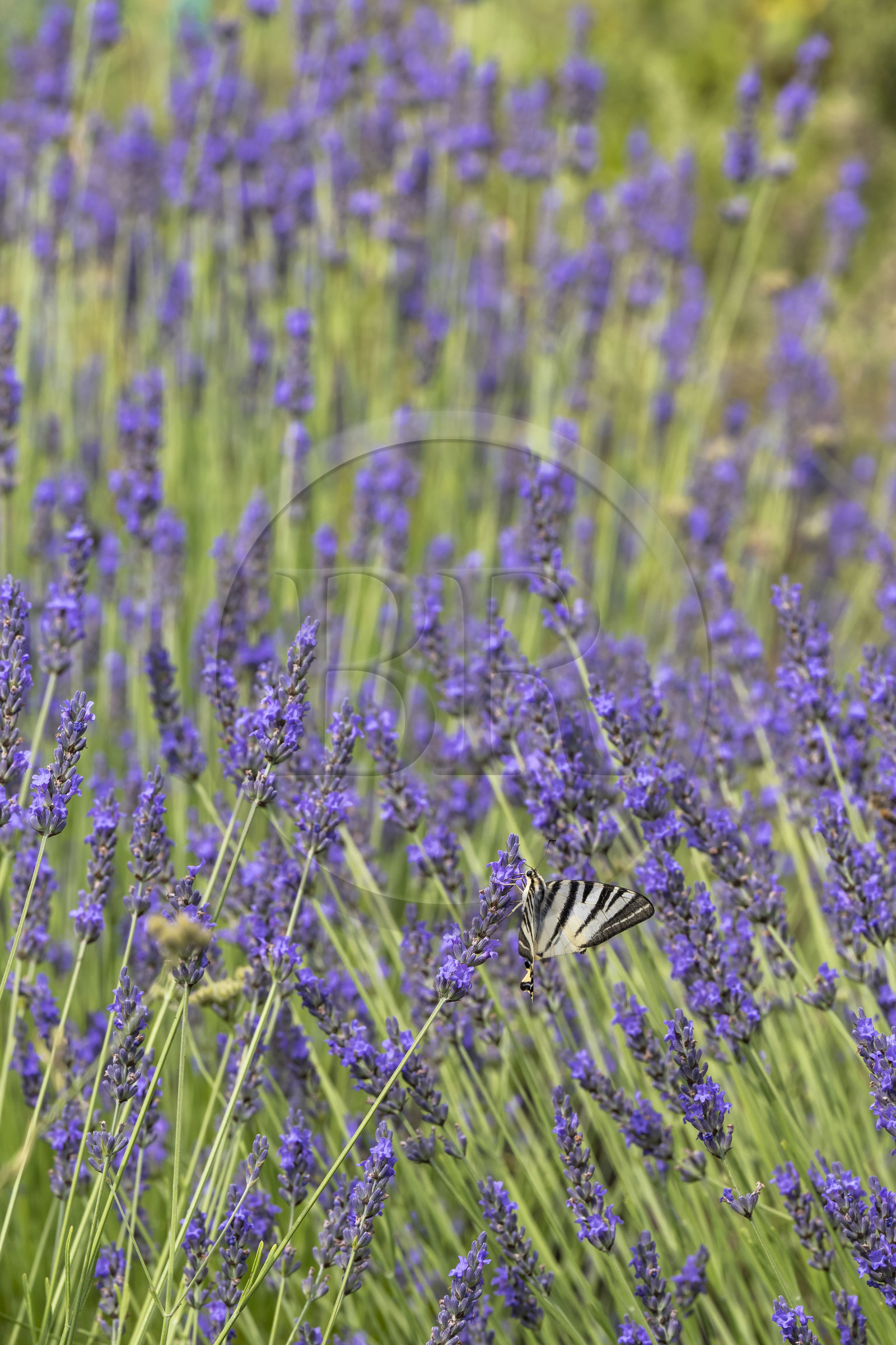 France, Alpes-Maritimes (06), Mouans-Sartoux, Jardins du Musée International de la Parfumerie​ (MIP), papillon le Flambé (Iphiclides podalirius) sur un brin de lavande en fleurs