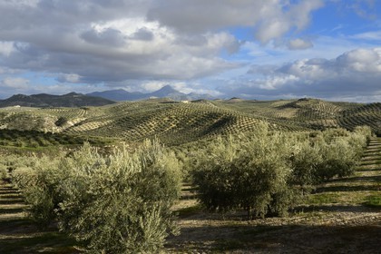 Spain, Andalusia, Jaén Province, olive groves south of Martos between Baena and Alcaudete, the Sierra Magina in the background