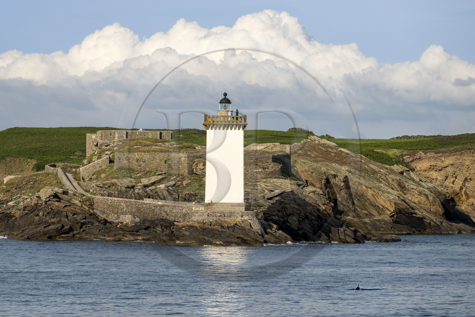 France, Finistère (29), Le Conquet, presqu'ile de Kermorvan, le phare de Kermorvan construit en 1849, un dauphin nage à ses pieds