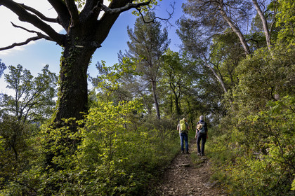 France, Vaucluse (84), Dentelles de Montmirail, Crestet, randonneurs sur le GR de Pays dans la forêt du Massif