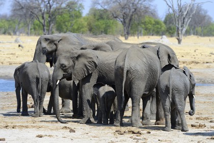 Zimbabwe, province de Matabeleland septentrional, parc national Hwange, éléphants sauvages d'Afrique (Loxodonta africana) autour d'un point d'eau
