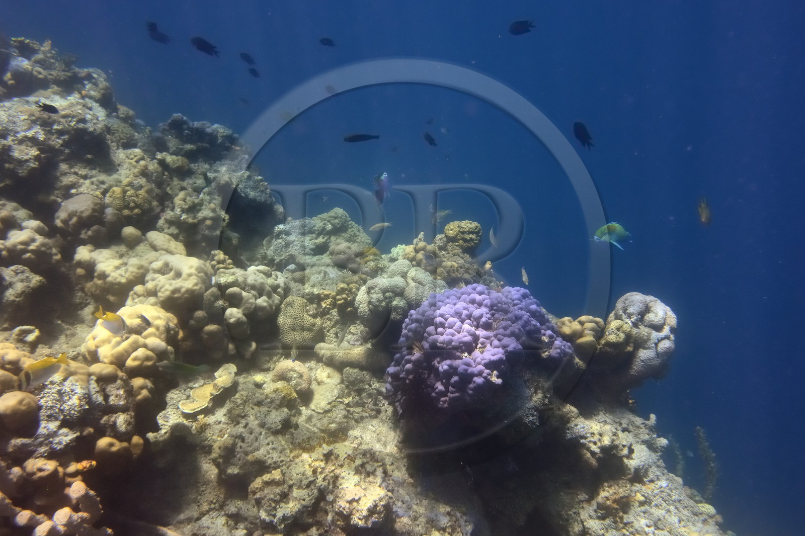 Philippines, Calamian Islands dans le nord de Palawan, Coron Island Natural Biotic Area, récif de corail