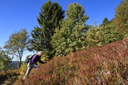 France, Haut Rhin, Ballons des Vosges Regional Natural Park, Rimbach pres Masevaux, hiker on the GR5 hiking trail to the Chaume de Haute Bers (extensive altitude grazing), blueberry field
