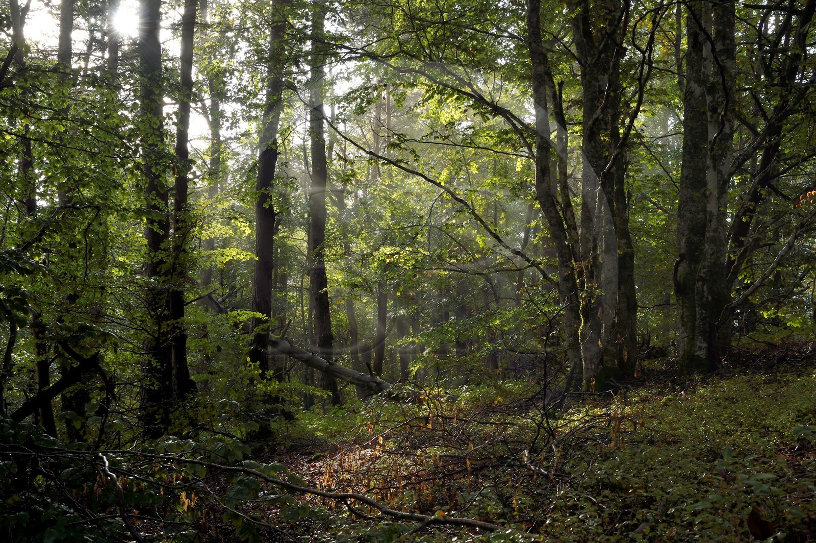 France, Ardèche (07), parc naturel régional des Monts d'Ardèche, massif du Mézenc, forêt de Lac-d'Issarlès, hêtraie de Montchamp