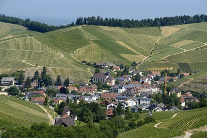 Allemagne, Bade-Wurtemberg, le vignoble à Durbach