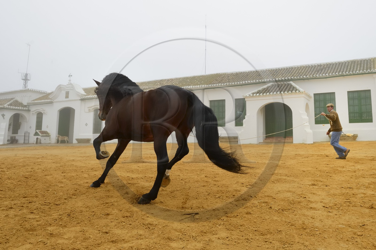 Espagne, Andalousie, province de Séville, Utrera, Finca El Pinganillo, le haras de la propriété, entrainement d'un Pure race espagnole ou PRE (Pura Raza Espanola)