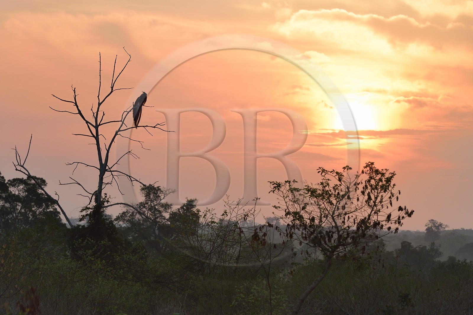 Sri Lanka, province d'Uva, Parc national d'Uda Walawe (Udawalawe National Park), paon bleu (Pavo cristatus)
