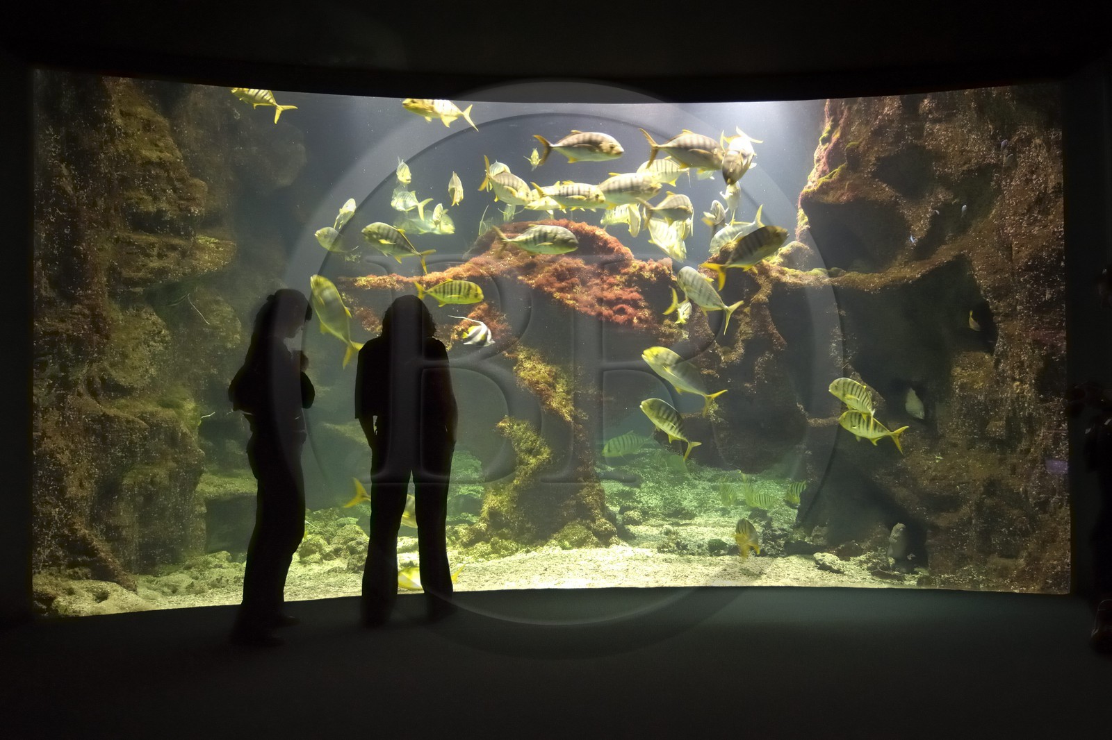 France, Charente-Maritime (17), La Rochelle, l'Aquarium