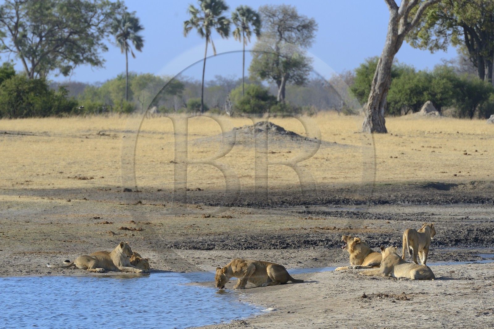 Zimbabwe, province de Matabeleland septentrional, parc national Hwange, groupe de lions (Panthera leo) autour d'un point d'eau