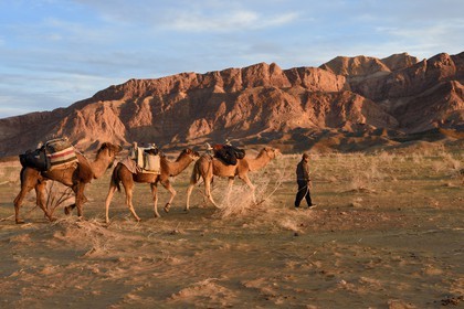 Iran, Province d'Ispahan, désert du Dasht-e Kavir, Mesr dans la région de Khur et Biabanak, caravane de dromadaires au pied de la chaine de montagne de Dareh bidan au coucher de soleil