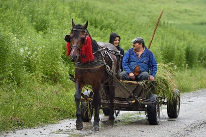 Romania, Transylvania, Biertan, transport of hay in a horse cart